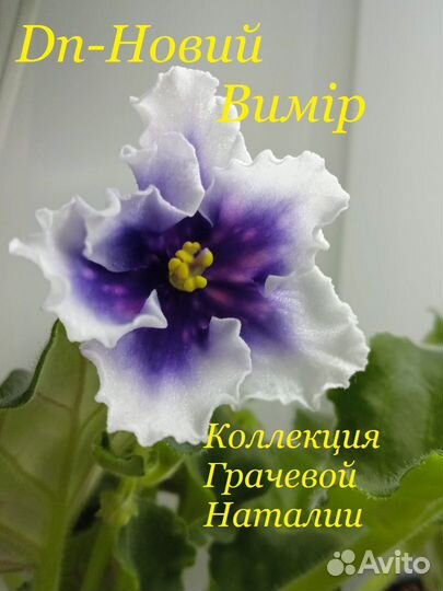 Сортовые фиалки.Детки, пасынки