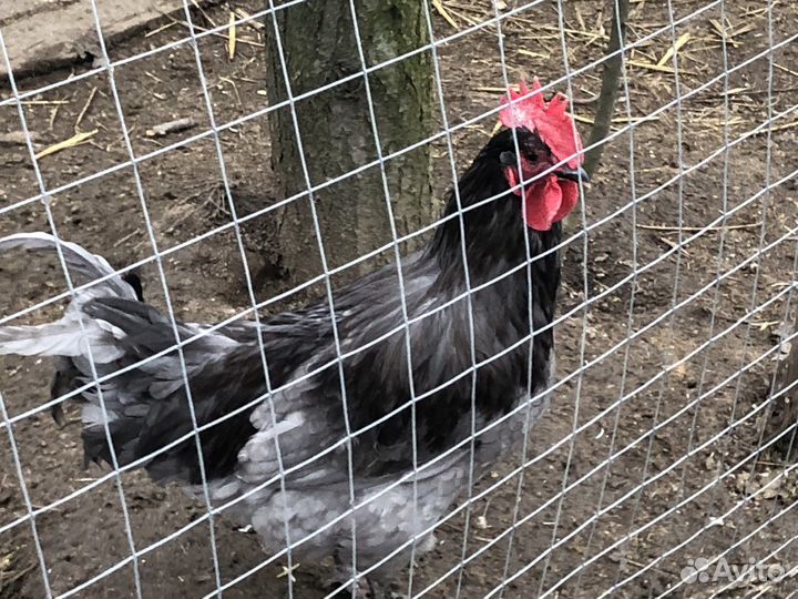 Петушки молодые