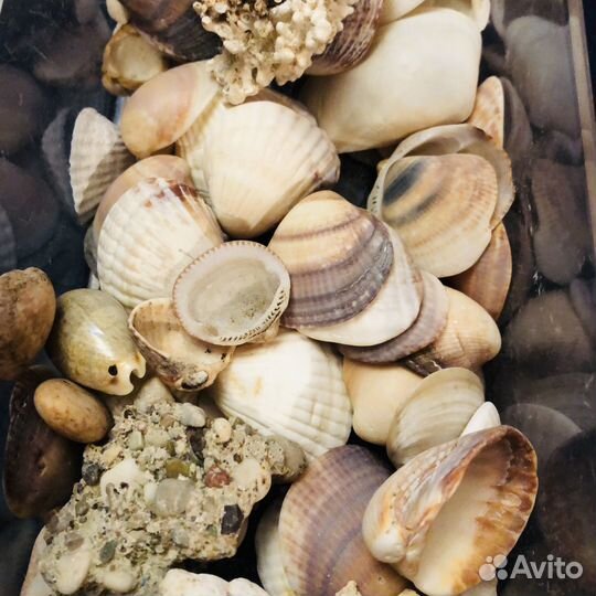 Ракушки морские камушки