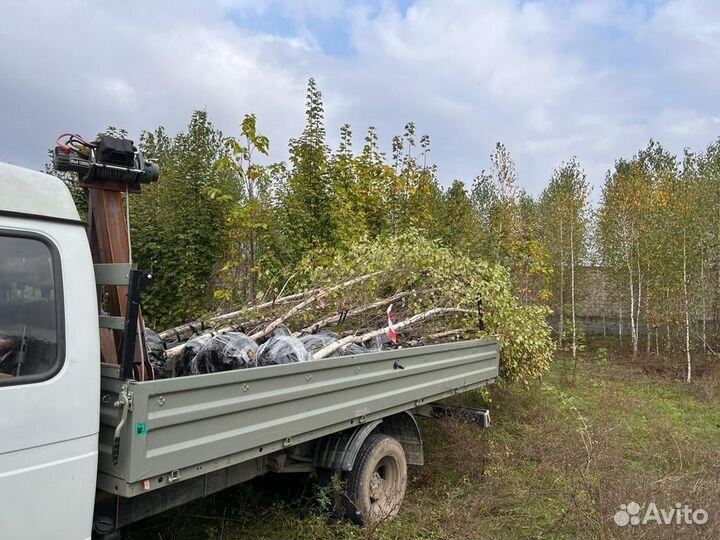 Туя смарагд