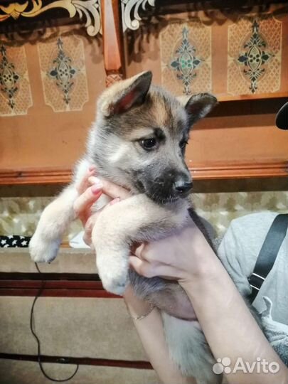 Собаки щенки