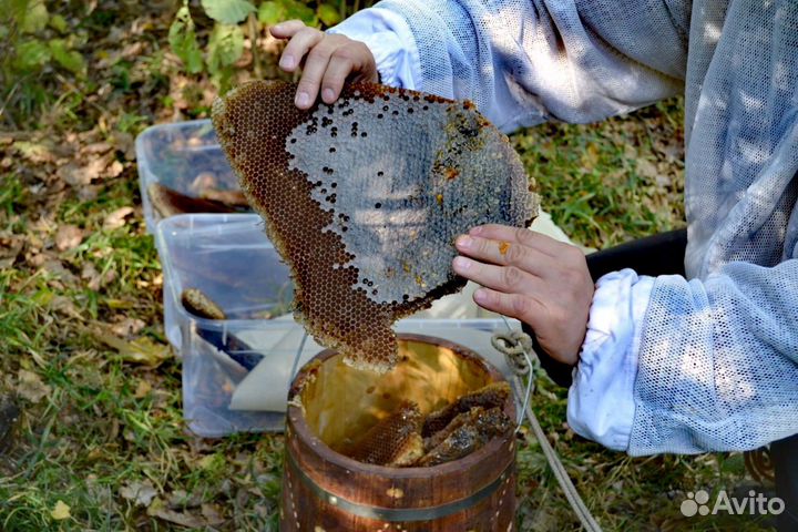 Бортевой мёд