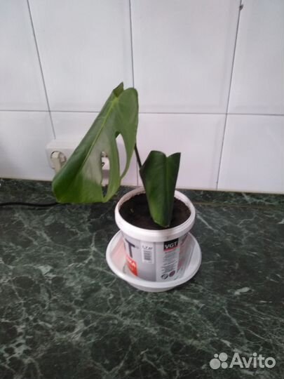 Цветок монстера