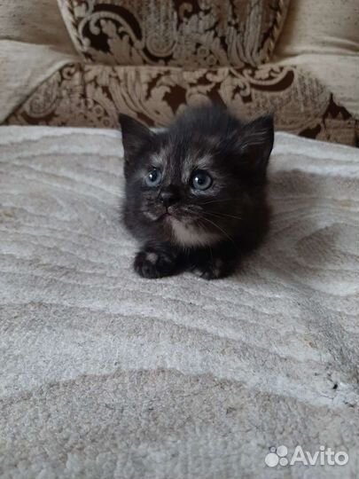 Кошка в дар бесплатно