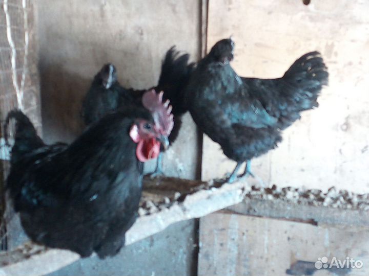 Ухей Илюй и.я