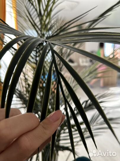 Финиковая пальма