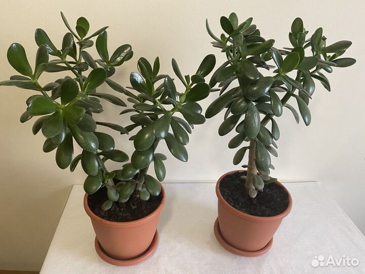 Толстянка (денежное дерево)