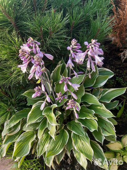 Сортовые хосты