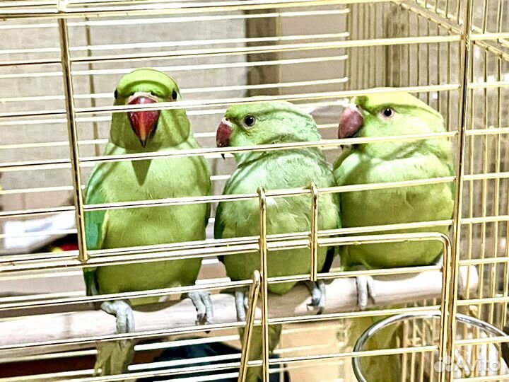 Попугай Ожереловый (птенцы)