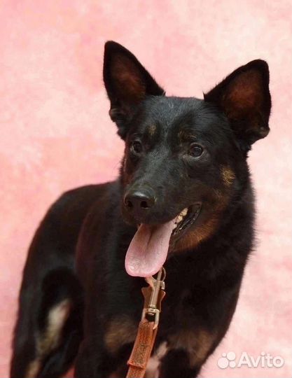 Собака в добрые руки