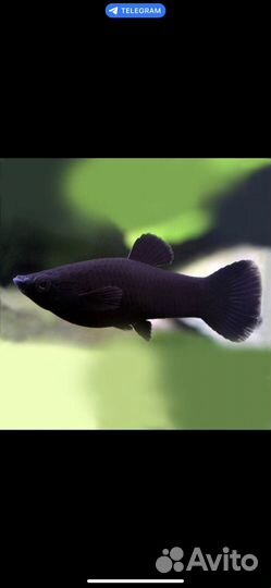 Аквариумные рыбки