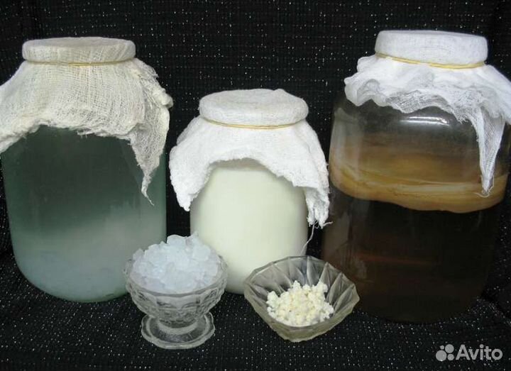 Чайный гриб, Морской рис, Тибецкий молочный гриб