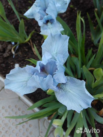 Карликовые ирисы