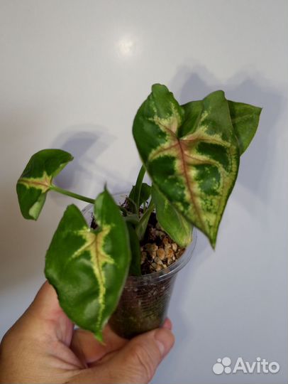 Сингониум Тиффани