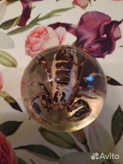 Настоящий гигант лесной Скорпион