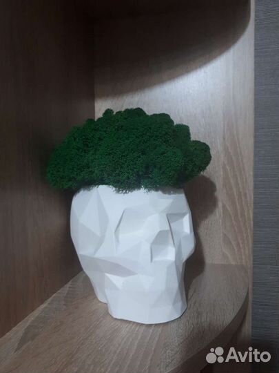 Кашпо со стабилизированным мхом Череп