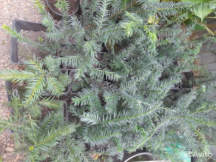 Тис ягодный