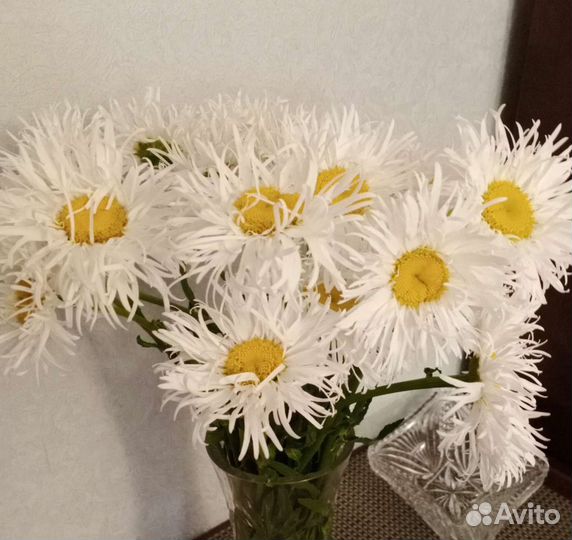 Рассада ромашки махровой