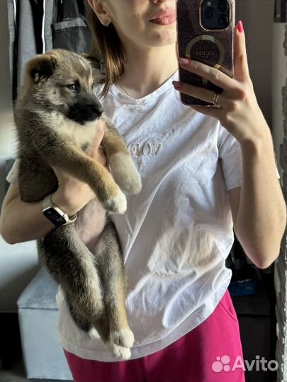Отдам щенка в добрые руки