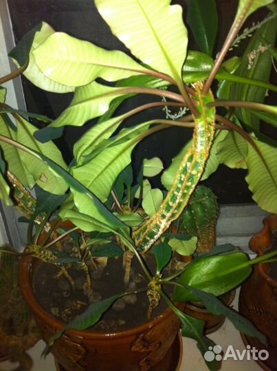 Пальмовые деревья