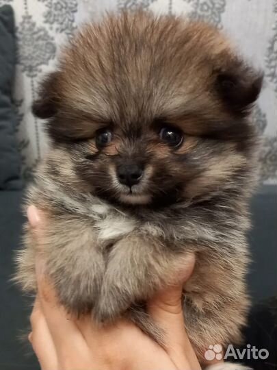 Щенки шпица