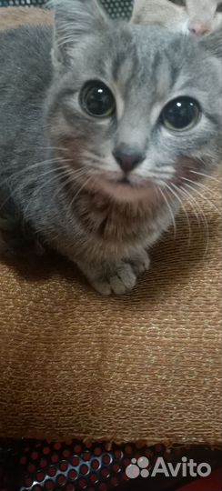 Девочка 5 мес