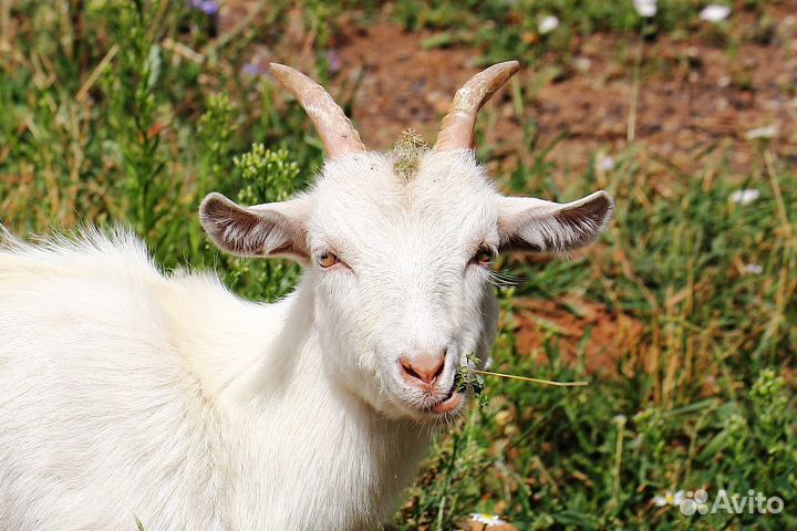 Продам козочку