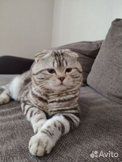 Шотландский вислоухий кот