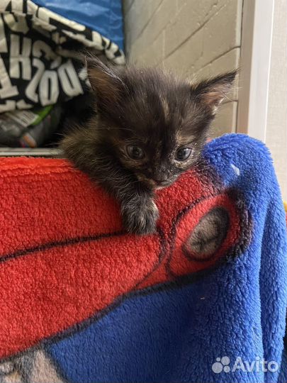 Котенок в добрые руки