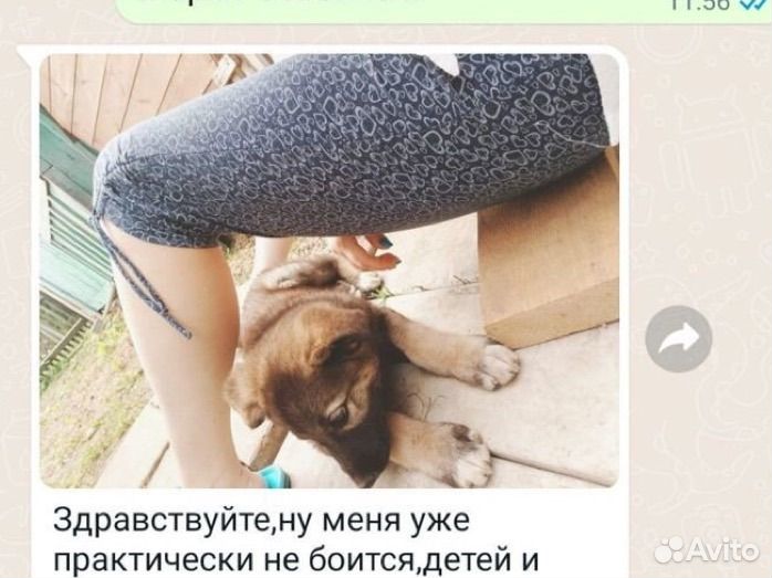 Щенки бесплатно