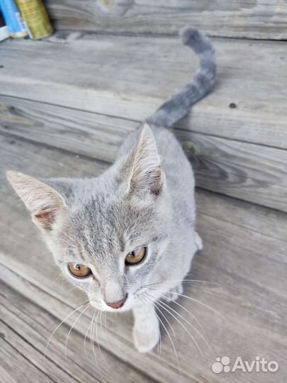 Котята в добрые руки бесплатно