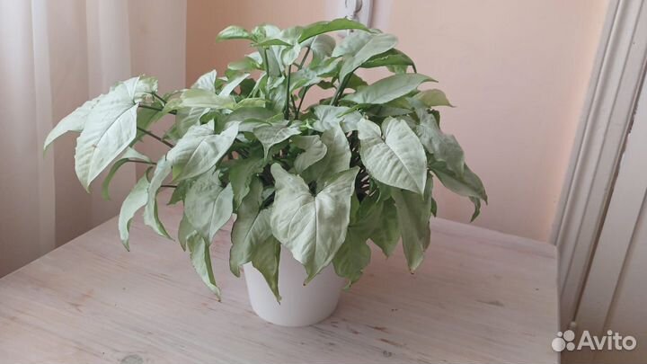 Сциндапсус, эпипремнум, сингониум