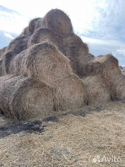 Солома, пшеничная солома