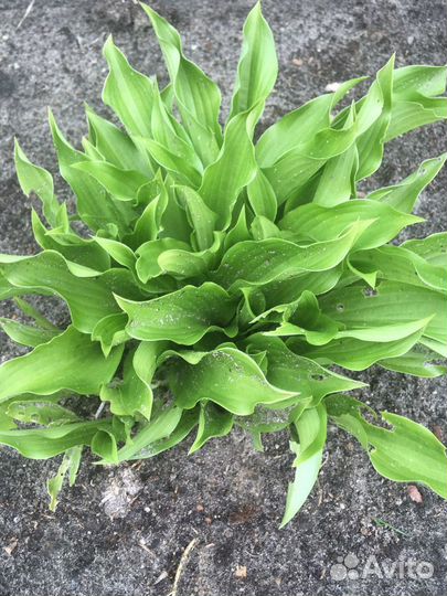 Цветы для сада