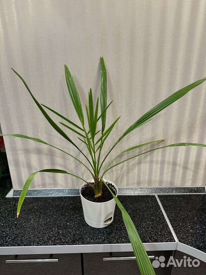 Финиковая пальма