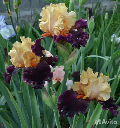 Ирис бородатый