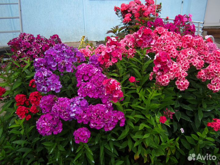 Флоксы многолетние