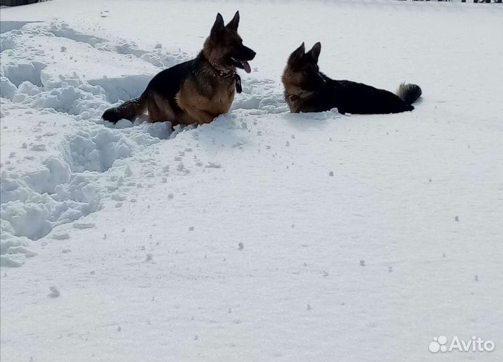 Щенки немецкой овчарки