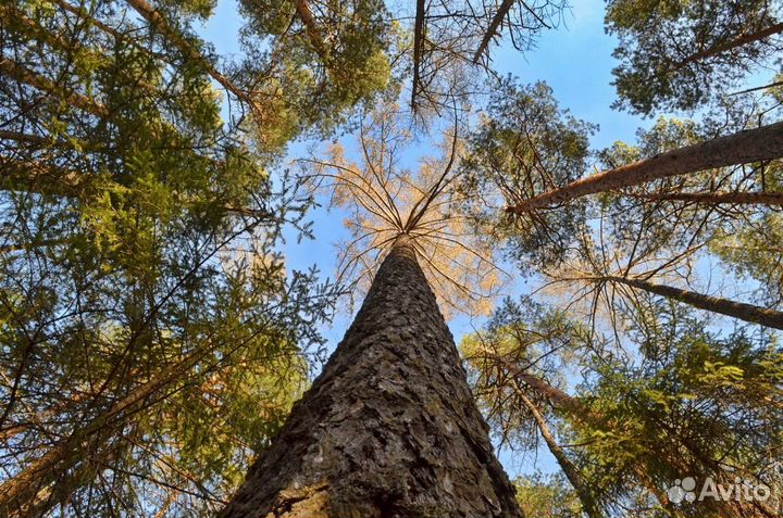 Лиственница сибирская
