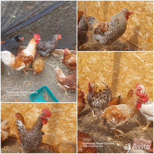 Цыплята бройлер, Цветной бройлер. Петух, утка