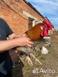 Молодые петухи