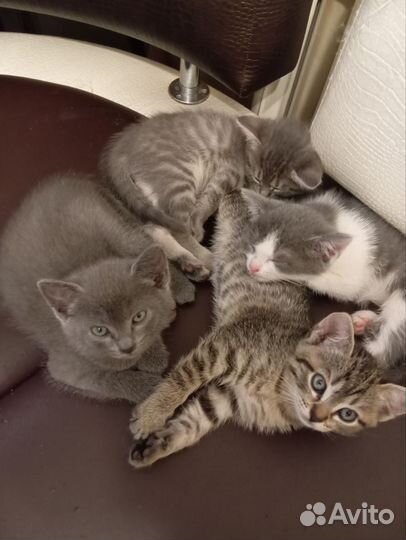 Котята в добрые руки