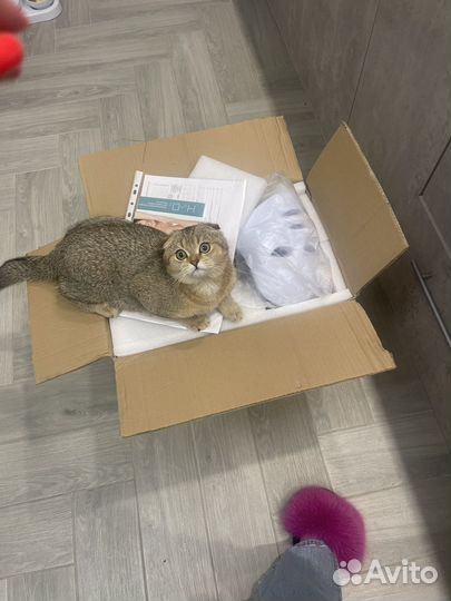 Котик на вязку