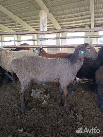Овцы бараны
