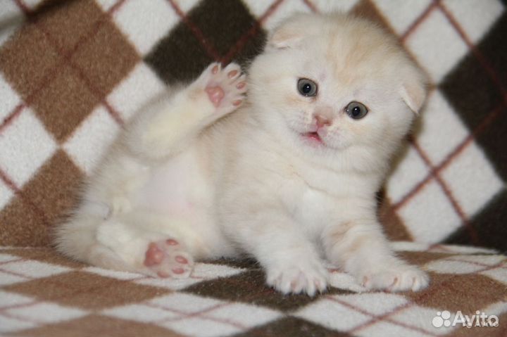 Шотландские котята элитные