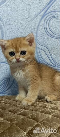 Золотые британские плюшечки