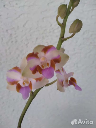 Фаленопсис сортовой
