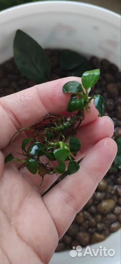 Сальвиния/Анубиас для аквариума