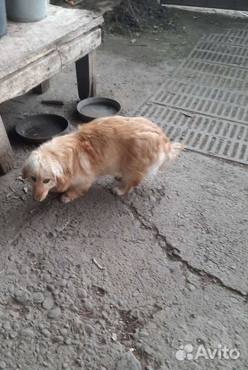 Щенки таксы бесплатно