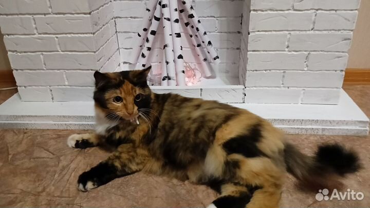 Ошейник для кошек